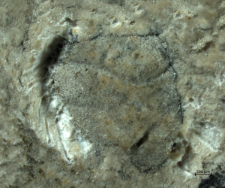 Goniodromites species