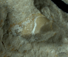 Goniodromites species