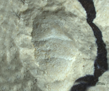 Goniodromites species