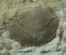 Goniodromites species