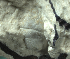Goniodromites serratus