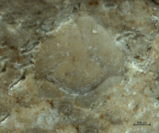 Tanidromites species