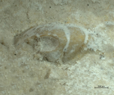 Goniodromites species