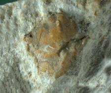 Goniodromites species