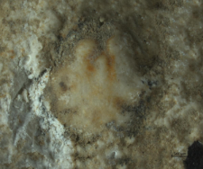 Goniodromites species