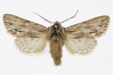 Asceroscopus sphinx