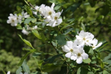 Exochorda racemosa (Lindl.) Rehder