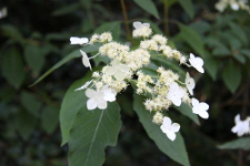 Hydrangea heteromalla D. Don