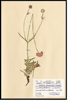 Knautia arvensis (L.) J. M. Coult.
