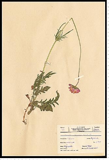 Knautia arvensis (L.) J. M. Coult.