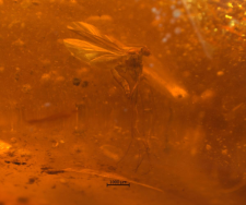 Sciaridae