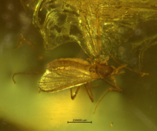 Chironomidae (Orthocladiinae)