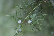 Juniperus chinensis L.