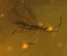 Chironomidae (Orthocladiinae)