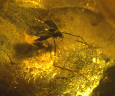Diptera (Nematocera)