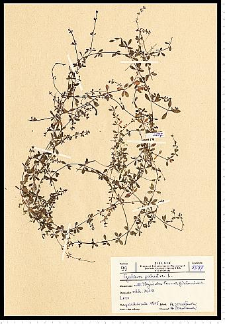 Galium palustre L.