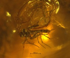 Sciaridae