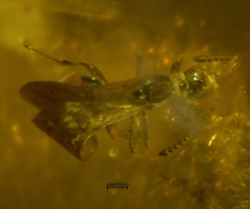 Hymenoptera (Proctotrupoidea)