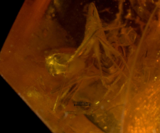 Formicidae
