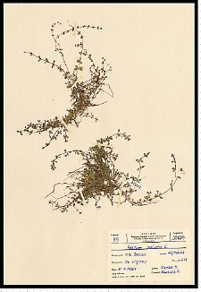 Galium palustre L.