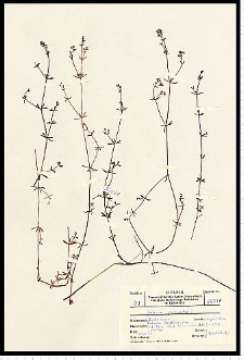 Galium palustre L.