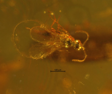 Hymenoptera (Proctotrupoidea)