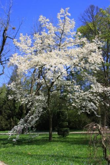 Magnolia kobus DC.