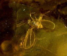 Chironomidae