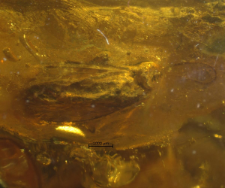Psychodidae