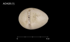 Alectoris graeca