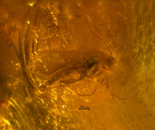 Sciaridae