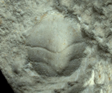 Goniodromites serratus