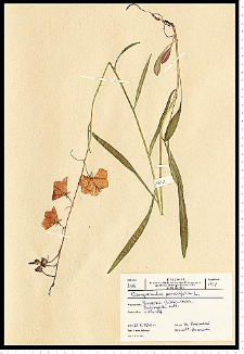 Campanula persicifolia L.