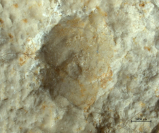 Tanidromites species