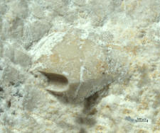 Goniodromites serratus
