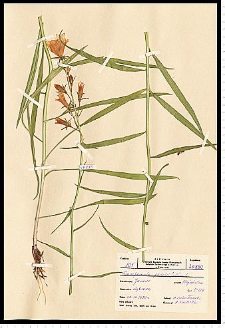 Campanula persicifolia L.