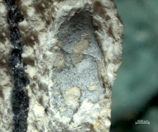 Tanidromites species