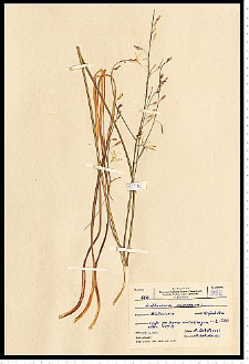 Anthericum ramosum L.