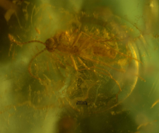 Diptera (Nematocera)