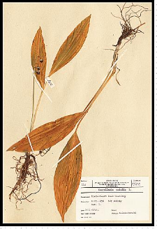 Convallaria majalis L.
