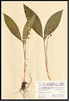 Convallaria majalis L.
