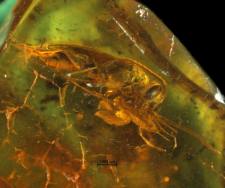 Hymenoptera
