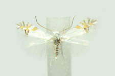 Leucoptera laburnella (Stainton, 1851)