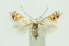Leucoptera malifoliella (O. Costa, 1836)