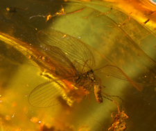 Neuroptera