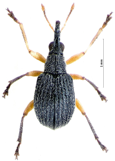 Eutrichapion viciae (G. Paykull, 1800)