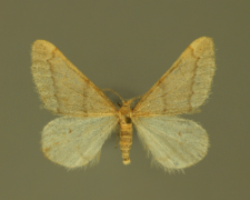 Alsophila aceraria (Denis & Schiffermüller, 1775)