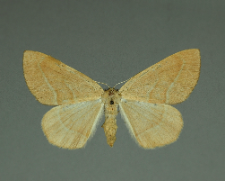 Hylaea fasciaria (Linnaeus, 1758)