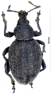 Otiorhynchus ligustici (Linnaeus, 1758)