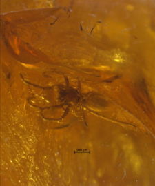 Araneae